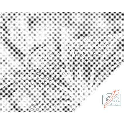 Dotting points - Drops of Water on the Lily Flower