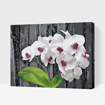 Paint by Number - White Orchid
