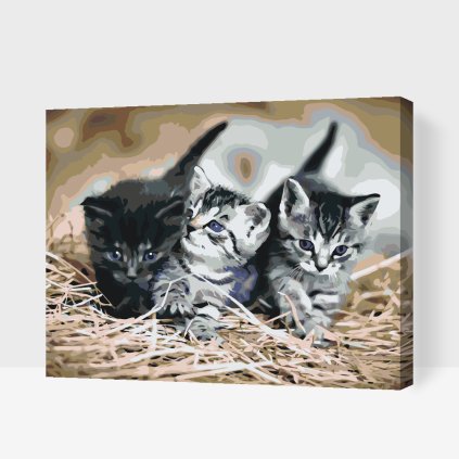 Paint by Number - Kittens