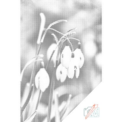 Dotting points - Lilies of the Valley