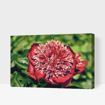 Paint by Number - Peony - Tender Beauty