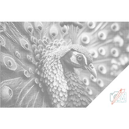 Tečkování - Páv korunkatý