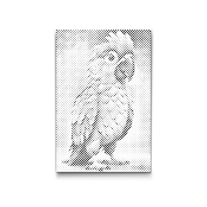 M2_Dotting_Points_-_Parrot_for_children