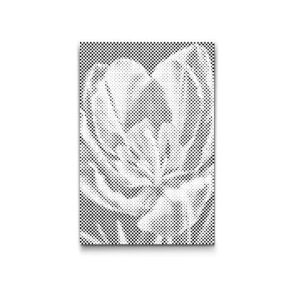 M2_Dotting_Points_-_Tulip_flower