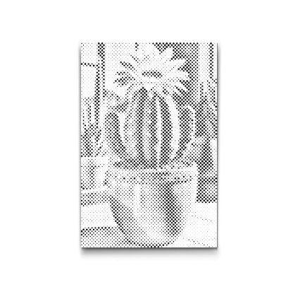 M2_Dotting_Points_-_Blooming_cactus