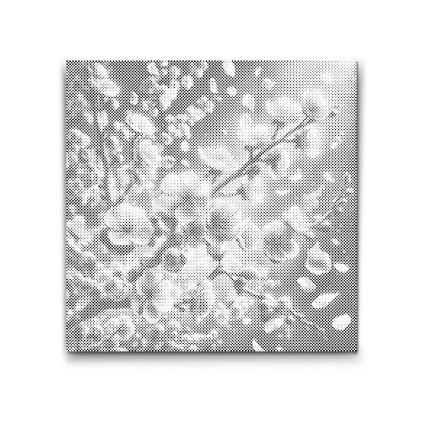 M2_Dotting_Points_-_Sakura_flowers