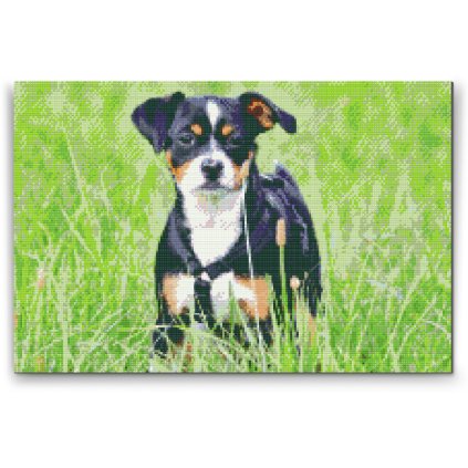 Diamond Painting - Puppy in the Grass