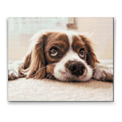 Diamond Painting - Sad Doggie