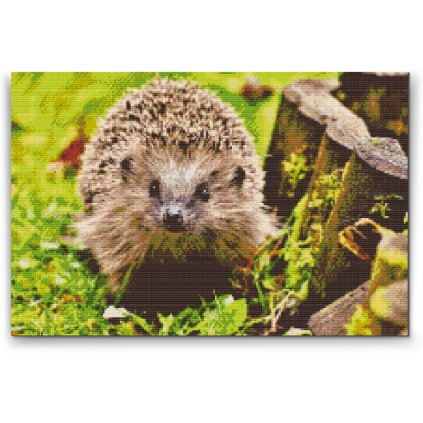 Diamond Painting - Hedgehog Night Creature