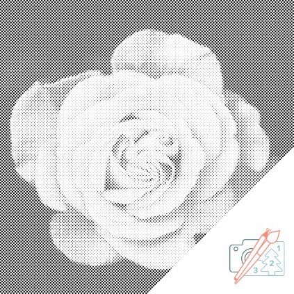 Dotting points - Head of Rose