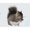 Paint by Number - Squirrel with a Nut