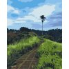 Paint by Number - Bali Rice Walk