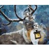 Paint by Number - Deer with Lantern