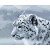 Paint by Number - White Leopard
