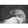 Paint by Number - Vulturebird