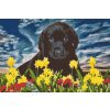 Diamond Painting - Labrador Puppy