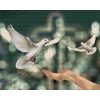 Diamond Painting - Doves of Peace