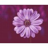 Diamond Painting - Gerebera in Purple Colour
