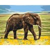 Paint by Number - Safari Elephant