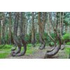 Diamond Painting - Crooked Forest in Poland