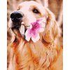 Diamond Painting - Labrador with Flower