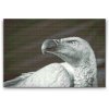 Diamond Painting - Vulturebird
