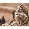Paint by Number - Safari Meerkats