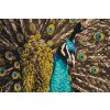Paint by Number - Proud Peacock