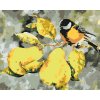 Paint by Number - Great Tit and Pears