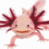 Diamond Painting - Axolotl 3 