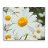 Diamond Painting - Daisies 