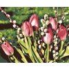 Paint by Number - Tulips