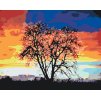 Paint by Number - Tree and Colorful Sunset