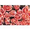 Paint by Number - Bouquet of Roses