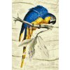Paint by Number - Vintage Parrot