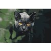 Paint by Number - Black Cat