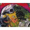Paint by Number - Parrot Head