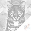 Tečkování - Upřený pohled kočky 1 (Barva teček Červená, Rámování Kulatý rám, Velikost 80x80cm)