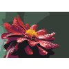 Paint by Number - Red Dahlia 2