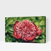 Paint by Number - Peony - Tender Beauty