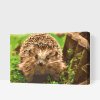 Paint by Number - Hedgehog Night Creature