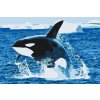 Paint by Number - Orca Jump