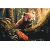 Malování podle čísel - Červená panda