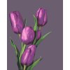 Malování podle čísel - Fialové tulipány