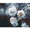 Paint by Number - Blooming White Roses