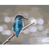 Paint by Number - Kingfisher on the Branch