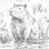M11_Dotting_Points_-_Capybara_2