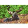 Diamond Painting - Moose