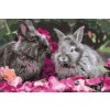 Paint by Number - Rabbits among Flowers
