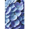M11_Painting_by_Numbers_-_Hydrangea_flower